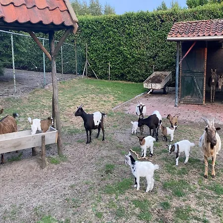 Cozy In With Garden * Bergen op Zoom