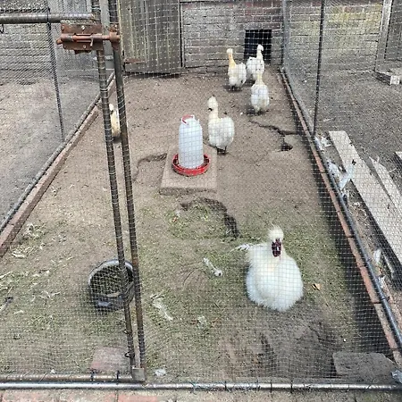 Cozy In With Garden *