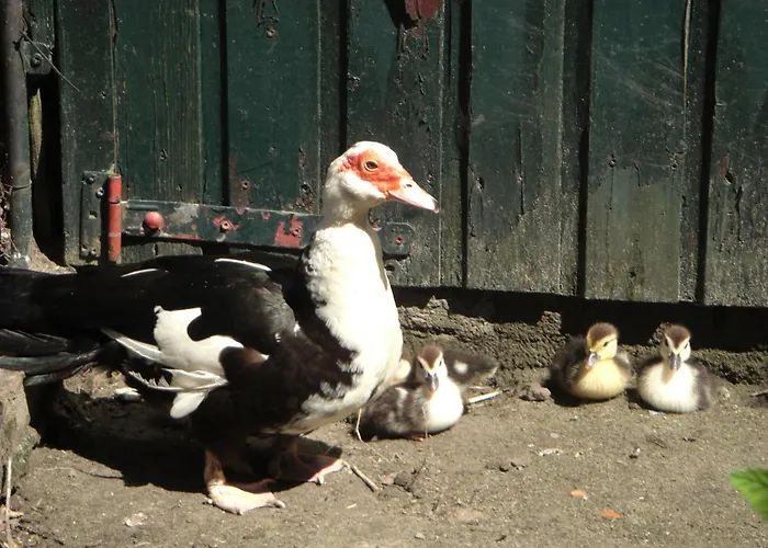 Dom wakacyjny Cozy In With Garden *